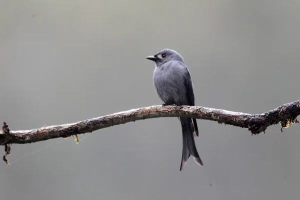 Ashy Drongo (Dicrurus leucophaeus) em Sumatra, Indonésia — Fotografia de Stock