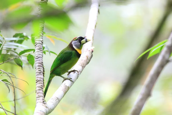 Φωτιά-φουντωτές Barbet (Psilopogon pyrolophus) στην Σουμάτρα, Ινδονησία — Φωτογραφία Αρχείου