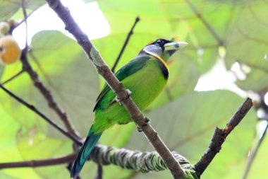 Sumatra, Endonezya yangın tufted kaniş (Psilopogon pyrolophus)