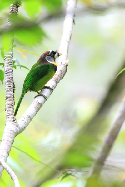 Brand-getuft baardvogel (Psilopogon pyrolophus) in Sumatra, Indonesië — Stockfoto