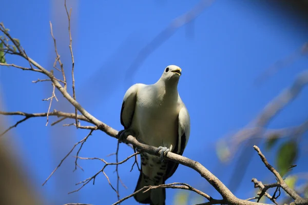 Torresian 皇家鸽 (Ducula spilorrhoa) 在凯恩斯，澳大利亚 — 图库照片