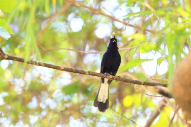 Beyaz Bacalı köstebek (Copsychus Nijer) Palawan Adası, Filipinler