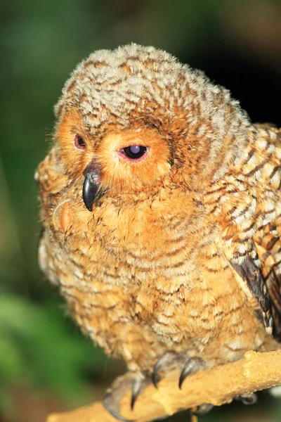 Spotted Wood Owl (Strix seloputo) in Palawan Island, Philippines — Stock Photo, Image