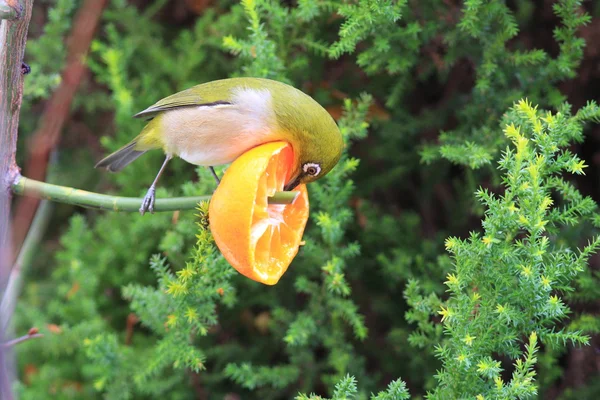 Szlarnik japoński (Zosterops japonicus) w Japonii — Zdjęcie stockowe