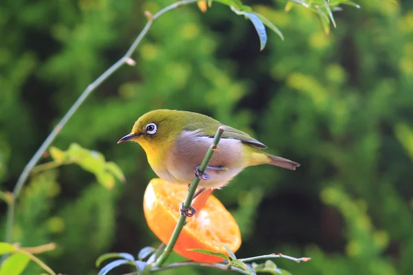 Ojo blanco japonés (Zosterops japonicus) en Japón — Foto de Stock