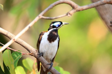 Mavi karşı karşıya Honeyeater (Entomyzon cyanotis) Darwin, Avustralya