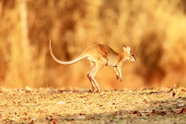 Ευκίνητη μικρή κάγκουρο (Macropus ΑΓΚΥΛΗΣ) στο Darwin της Αυστραλίας — Φωτογραφία Αρχείου