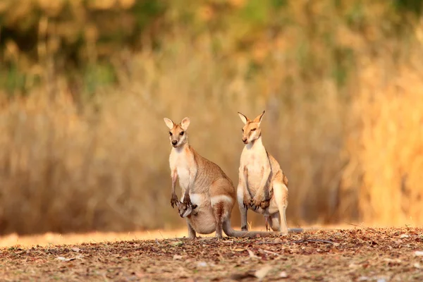 다윈, 호주에서 민첩 한 왈 라비 (Macropus agilis) — 스톡 사진