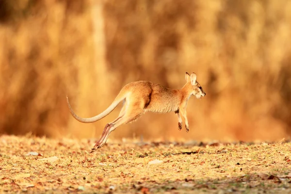 Agile Wallaby (Macquebus agilis) в Дарвине, Австралия — стоковое фото