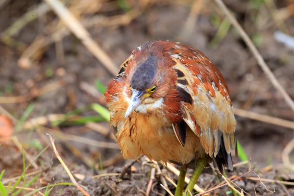 Von Schrenck de roerdomp (Ixobrychus eurhythmus) in Japan — Stockfoto