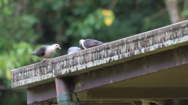 AK başlı güvercin (Columba leucomela) Cairns, Avustralya