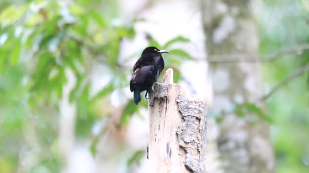 Victoria's Riflebird (Ptiloris victoriae) i Cairns, Australien — Stockvideo