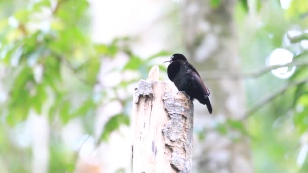 Victoria Riflebird (Ptiloris victoriae) v Cairns, Austrálie — Stock video