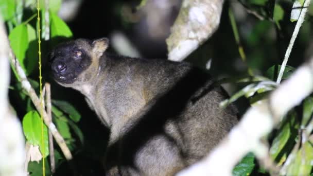 Canguru-da-árvore-de-Bennett (Dendrolagus bennettianus) em Cairns, Austrália — Vídeo de Stock