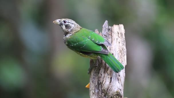 Benekli Catbird (Ailuroedus melanotis) Cairns, Avustralya — Stok video