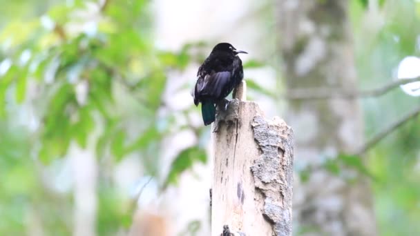 Victoria Riflebird (Ptiloris victoriae) v Cairns, Austrálie — Stock video