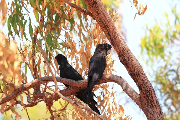 Cacatúa negra de cola roja (Calyptorhynchus banksii) en Darwin, Australia — Foto de Stock