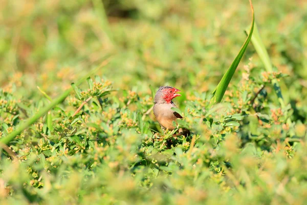 Crimson Finch (Neochmia phaeton) v Darwin, Austrálie — Stock fotografie