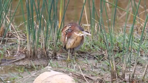 Von Schrencks Bittern (Ixobrychus eurhythmus) in Giappone — Video Stock