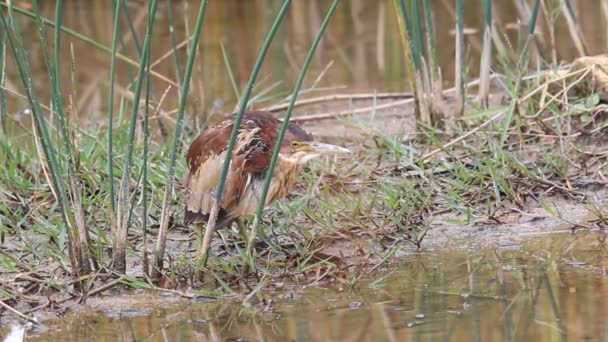 Von Schrencks Bittern (Ixobrychus eurhythmus) in Japan — Stock Video