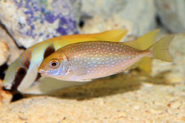 Benekli spinefoot (siganus fuscescens), Japonya