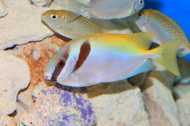 Bluelined spinefoot (Siganus yılan) Japonya'da