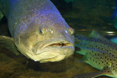Dev orfoz (Epinephelus lanceolatus) Japonya'da