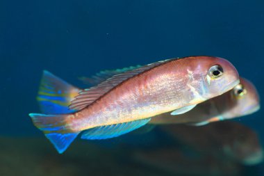 Atbaşı kiremit balığı (Branchiostegus japonicus) Japonya'da