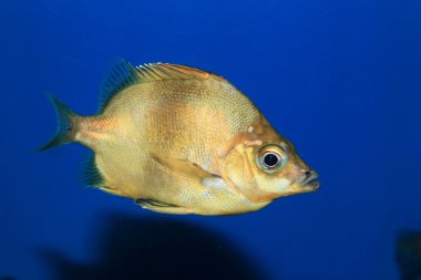 Japonya'da Japon armorhead (pentaceros japonicus)