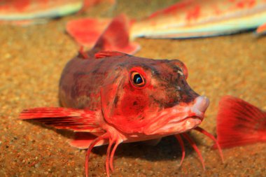 Kızıl kırlangıç (Chelidonichthys spinosus) Japonya'da