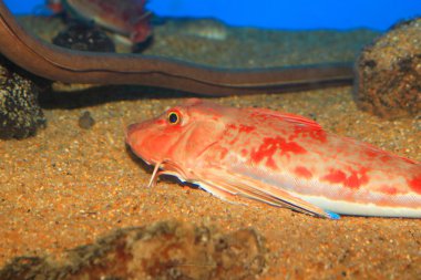 Kızıl kırlangıç (Chelidonichthys spinosus) Japonya'da