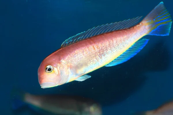 Koňská hlava tilefish (Branchiostegus japonicus) v Japonsku — Stock fotografie