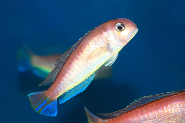 Koňská hlava tilefish (Branchiostegus japonicus) v Japonsku — Stock fotografie