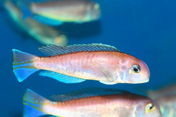 Koński Łeb tilefish (Branchiostegus japonicus) w Japonii — Zdjęcie stockowe