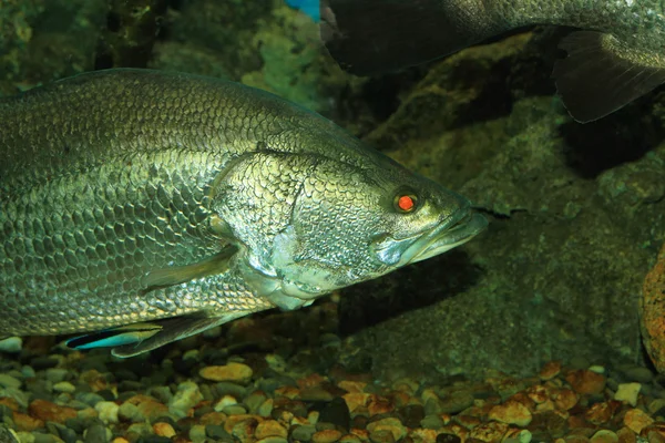 Tardones japoneses (Late japonicus) en Japón — Foto de Stock