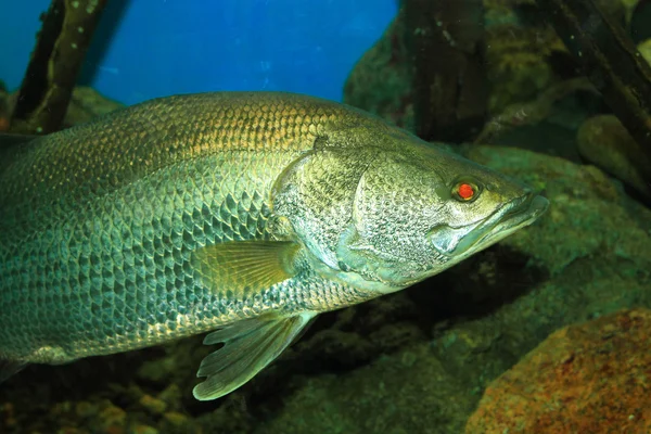 Tardones japoneses (Late japonicus) en Japón — Foto de Stock