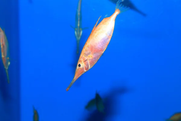 Japonská snipefish (Macroramphosus japonicus) v Japonsku — Stock fotografie