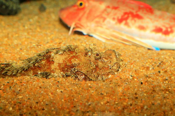 Pez piedra de arrecife (Synanceia verrucosa) en Japón —  Fotos de Stock