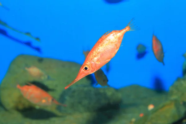 Japanischer Schnepfenfisch (macroramphosus japonicus) in Japan — Stockfoto