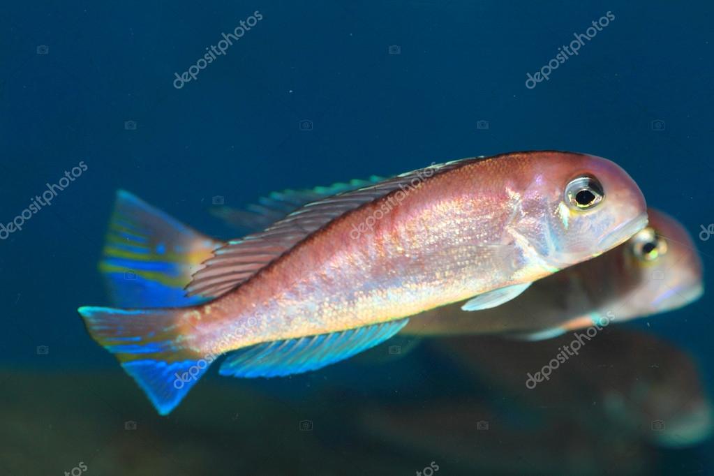 Mowgli porno filmlar Kokraklari osilgan holda sikish