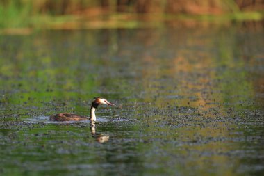 Büyük tepeli batağan (Podiceps cristatus) Japonya'da
