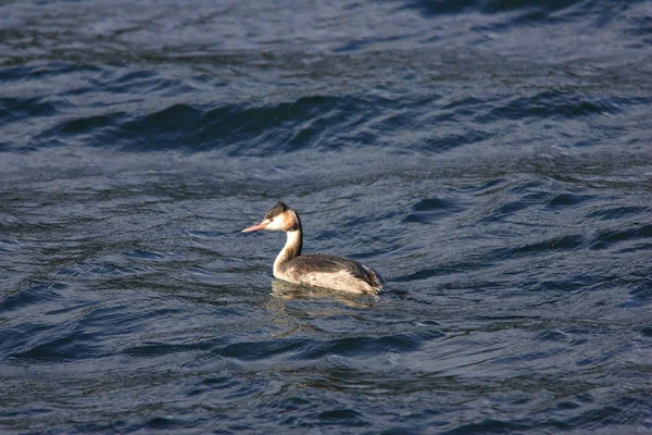 Great Crested Grebe (Podiceps cristatus) în Japonia — Fotografie, imagine de stoc