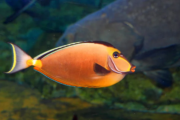 Naso lituratus (Orangespine unicornfish) in Japan — Stock Photo, Image