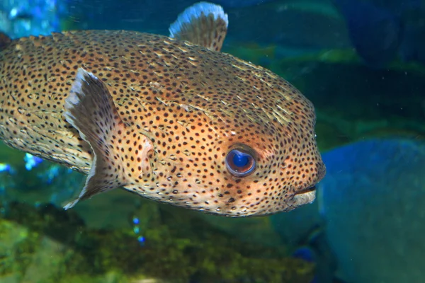 Spot-fin Porcupinfish (Diodon hystrix) в Японии — стоковое фото