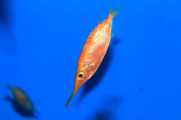 Japanska snipefish (Macroramphosus japonicus) i Japan — Stockfoto