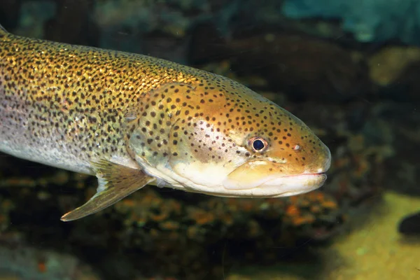 Japanese huchen or Sakhaline taimen (Hucho perryi) in Japan — Stock Photo, Image