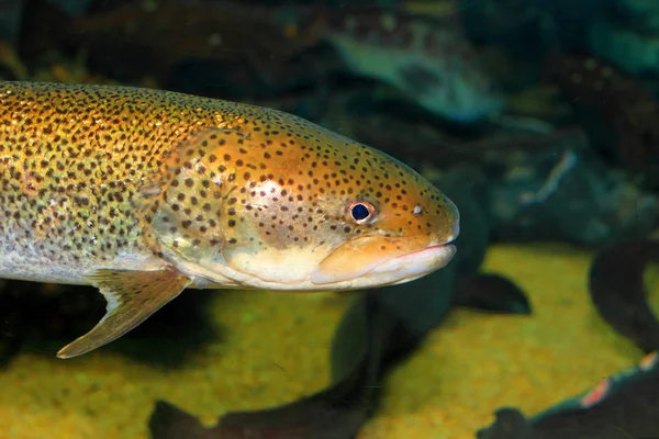 Japanese huchen or Sakhaline taimen (Hucho perryi) in Japan — Stock Photo, Image