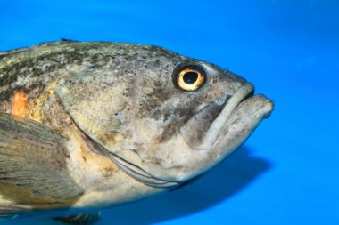 Jacopever (Sebastes schlegeli), Japonya