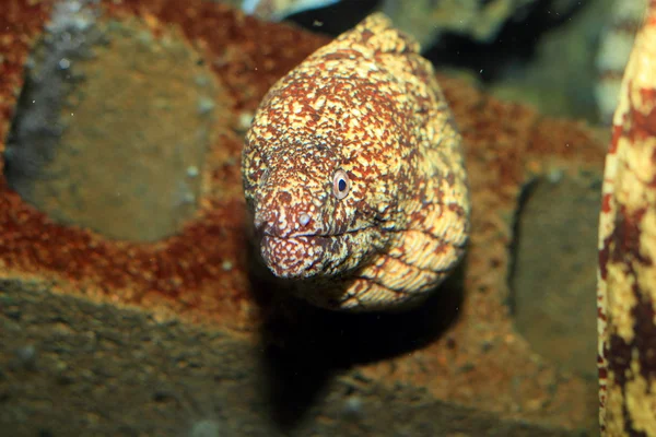 Kidako moray (Gymnothorax kidako) în Japonia — Fotografie, imagine de stoc