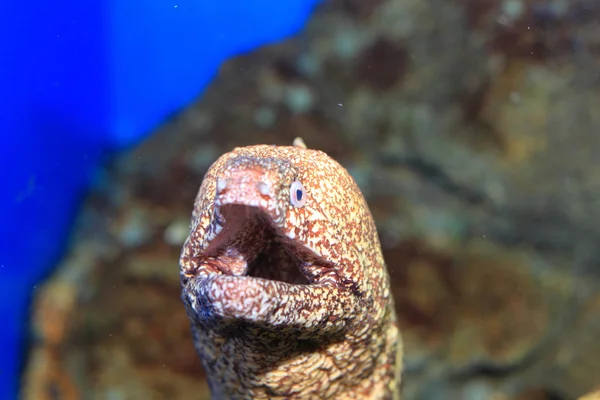 Kidako moray (Gymnothorax kidako) în Japonia — Fotografie, imagine de stoc